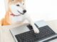 Shiba Inu-Themed BONK Tokens Are Yielding Nearly 1,000% for Solana Liquidity Providers