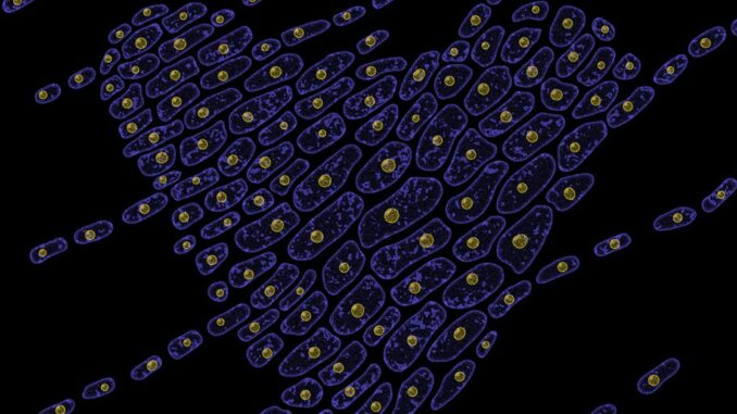 VitaDAO Closes $4.1M Funding Round With Pfizer Ventures for Longevity Research