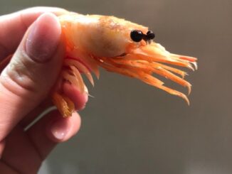 Bitcoin “shrimp” addresses hit 43.2 million