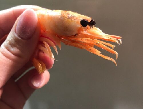 Bitcoin “shrimp” addresses hit 43.2 million