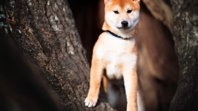 FLOKI, DOGE and SHIB price soars after Musk tweeted photo of his dog