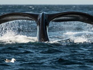 Jump Trading is unnamed firm that helped repeg UST: report