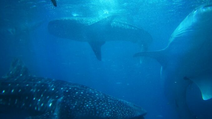 Ethereum Whale Shark