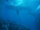 Ethereum Whale Shark