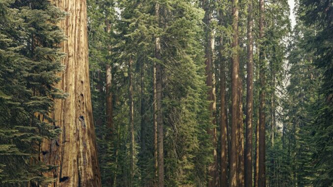 FTX’s $45M Sequoia Sale Cleared, as Embed Divestment Delayed