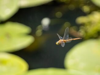 BGB price ticks up after Dragonfly invests $10M in Bitget