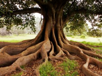Carbon-Backed NFT Collection Ecosapiens Raises $3.5M