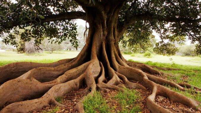 Carbon-Backed NFT Collection Ecosapiens Raises $3.5M