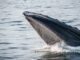 DAI whales and sharks have added 6.4% of supply in 6 weeks