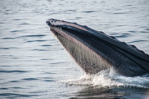 DAI whales and sharks have added 6.4% of supply in 6 weeks