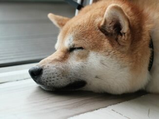 Dogecoin Futures Set Record After Twitter Adopts Shiba Inu Logo