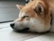 Dogecoin Futures Set Record After Twitter Adopts Shiba Inu Logo