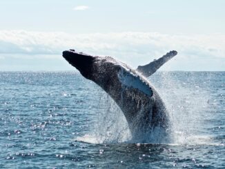 Early Whales Bet Big On ZkSync