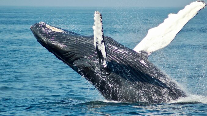 Large Bitcoin Investor Sent $330M in BTC to Bitfinex Exchange Before Price Dropped Below $30K: Blockchain Data