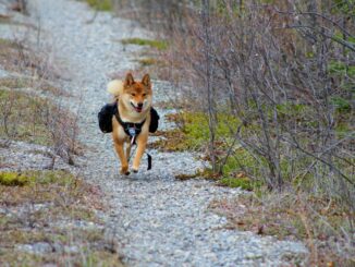 Shiba Inu SHIB