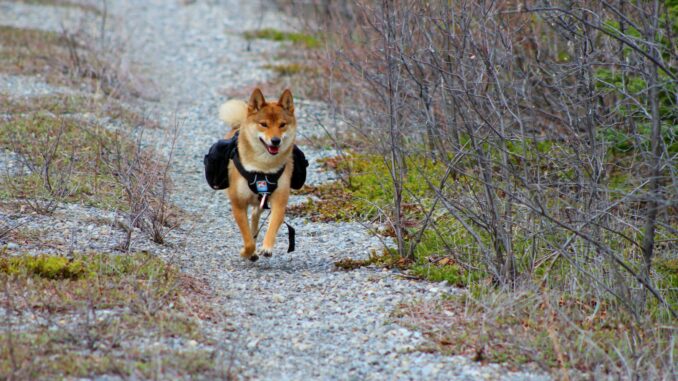 Shiba Inu SHIB