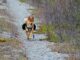 Shiba Inu SHIB