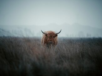 Bitcoin Bull