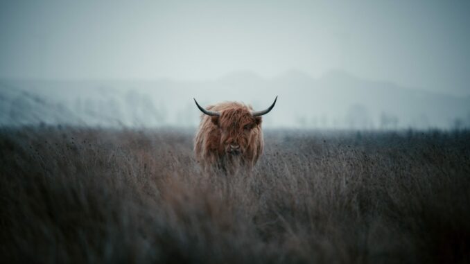 Bitcoin Bull
