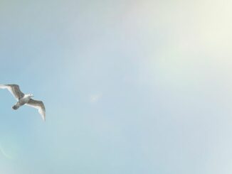 Users See Bluesky as a Twitter Alternative After Twitter Ends Legacy Verification