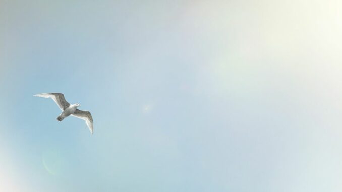 Users See Bluesky as a Twitter Alternative After Twitter Ends Legacy Verification