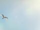 Users See Bluesky as a Twitter Alternative After Twitter Ends Legacy Verification