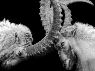 Aragon Fires Back at Activist Investors in Early Stages of DAO Governance Fight