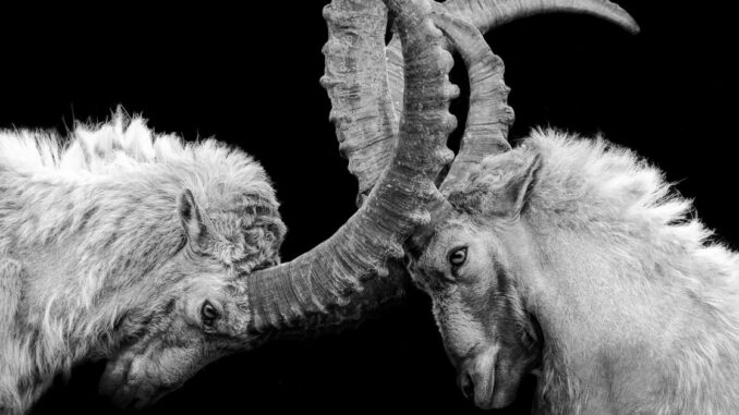 Aragon Fires Back at Activist Investors in Early Stages of DAO Governance Fight