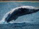 Bitcoin Whale