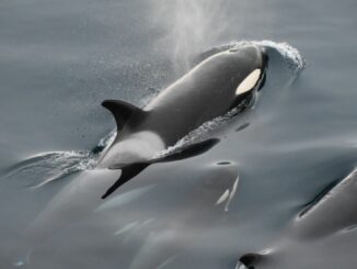 CoinMarketCap to Launch 'Killer Whale' Competition Show