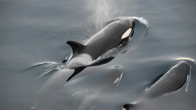 CoinMarketCap to Launch 'Killer Whale' Competition Show