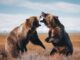 SUI price dips below $1, BTC and ETH struggle amid sell-off