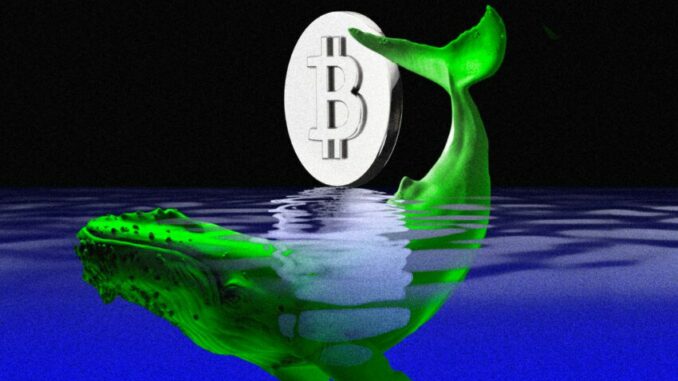 Bitcoin Whale Counts in Decline as Asset Distribution Continues