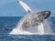 Compound (COMP) surges amid whale activity and Coinbase news