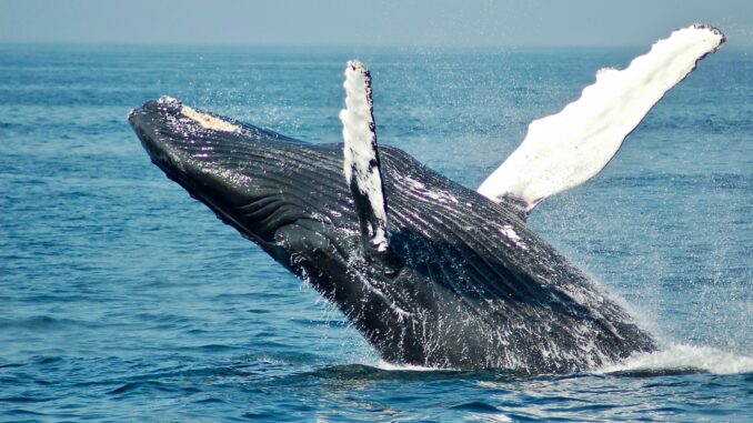 Ethereum Whale