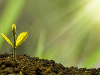 Sumitomo America Buys Tokenized Carbon Credits on Chia Blockchain