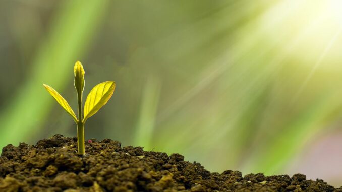 Sumitomo America Buys Tokenized Carbon Credits on Chia Blockchain