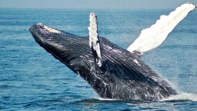 Bitcoin (BTC) Whale Moves Over 1K BTC After 11 Years of Dormancy