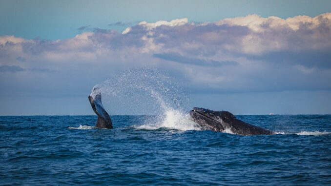 Bitcoin whales
