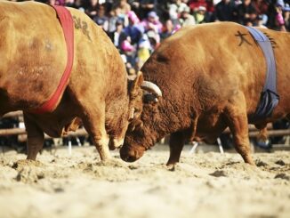 Casper price prediction: Technical indicators favour bulls