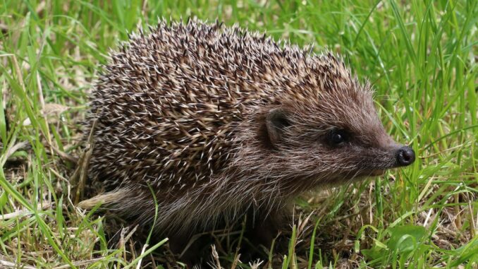 Crypto Robo-Advisor Hedgehog Joins Hands With CoinDesk Indices on Automated Investing Services