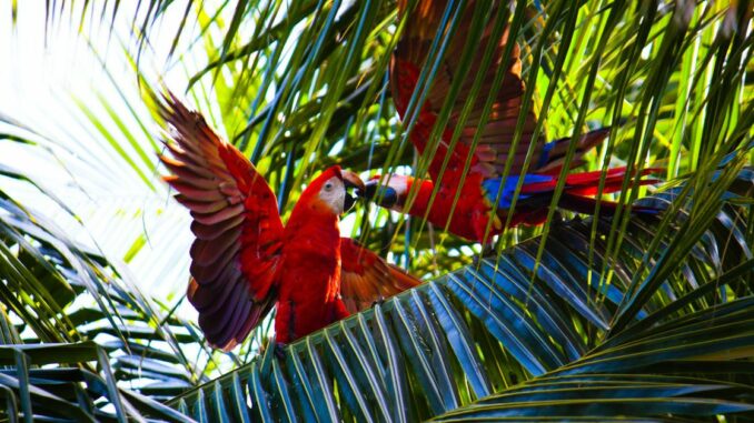 DeFi Project Parrot Puts Fate of Over $70M Treasury, PRT Token, to Vote