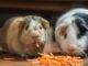 Forget SHIB and PEPE, HAMS Token Holders Are Betting on Hamster Races in the Latest Crypto Meta