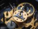 Solana startup Clockwork to shut down