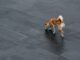 BONE Prices Surges as Developers Beef up Security
