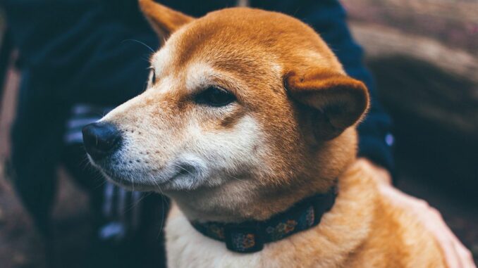 Dogecoin (DOGE) Beats Bitcoin (BTC) in Price Stability Amid Crypto Trading Lull