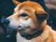 Dogecoin (DOGE) Beats Bitcoin (BTC) in Price Stability Amid Crypto Trading Lull