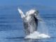 Bitcoin Whales Take Charge as Number of $100K Transactions Surge