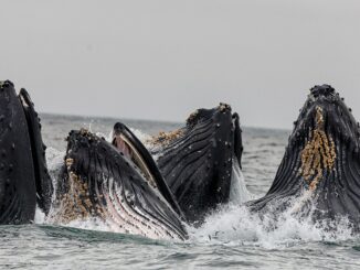 Ethereum Whale