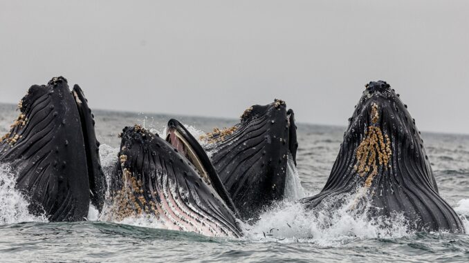 Ethereum Whale